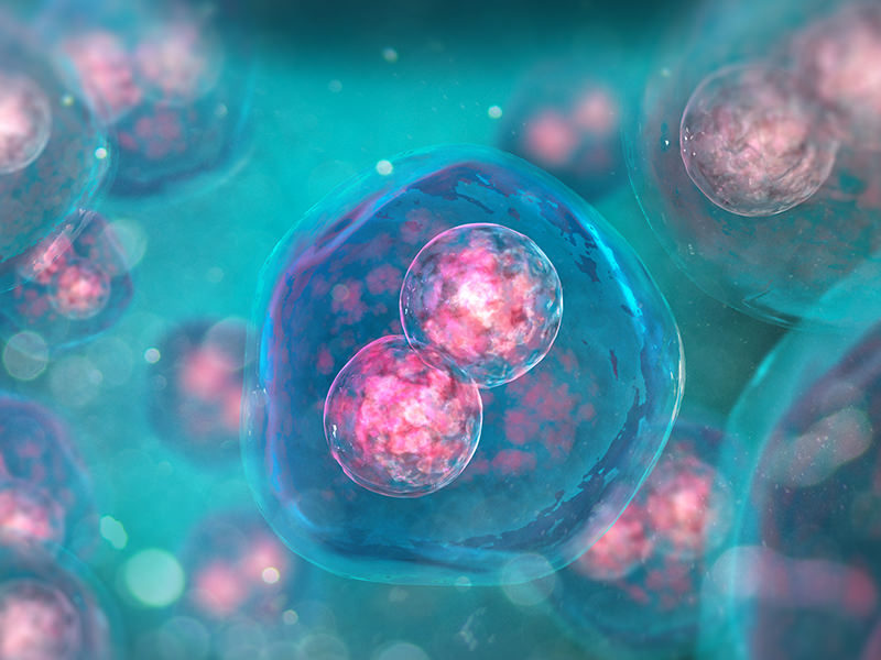 Cell Division 2 Cell Division 2